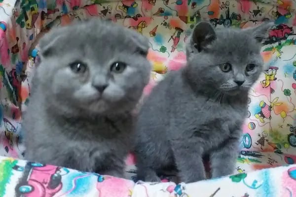 Trabzon Hobi petshop - Resim 13