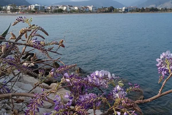 Limani Cafe - Resim 10