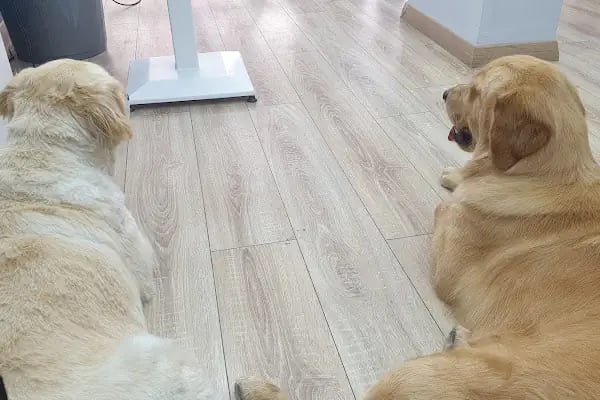 PatiLove Pet Kuaför-(Uygun Fiyatlı )Bursa Kedi Traşı,Köpek Traşı.Anestezi Yok Sevgi Var - Resim 17