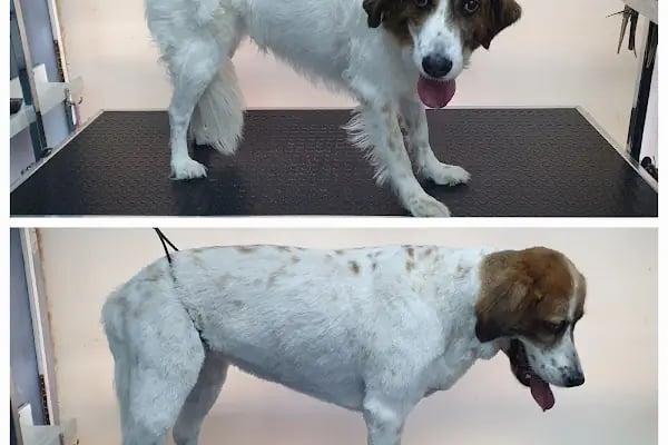 PatiLove Pet Kuaför-(Uygun Fiyatlı )Bursa Kedi Traşı,Köpek Traşı.Anestezi Yok Sevgi Var - Resim 10