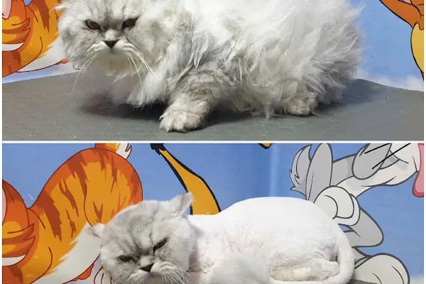 PatiLove Pet Kuaför-(Uygun Fiyatlı )Bursa Kedi Traşı,Köpek Traşı.Anestezi Yok Sevgi Var - Resim 8