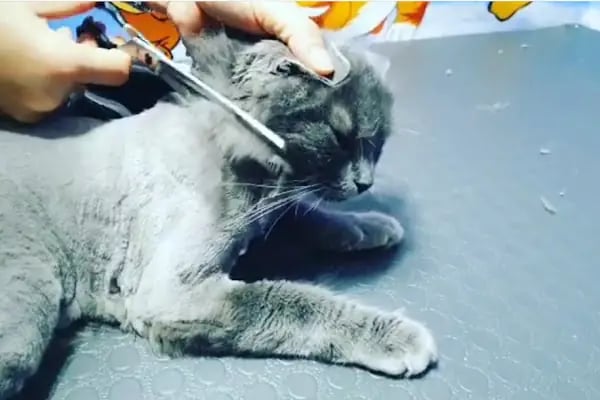PatiLove Pet Kuaför-(Uygun Fiyatlı )Bursa Kedi Traşı,Köpek Traşı.Anestezi Yok Sevgi Var - Resim 14
