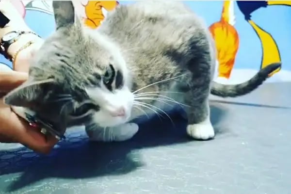 PatiLove Pet Kuaför-(Uygun Fiyatlı )Bursa Kedi Traşı,Köpek Traşı.Anestezi Yok Sevgi Var - Resim 19
