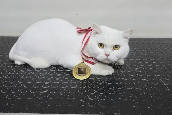PatiLove Pet Kuaför-(Uygun Fiyatlı )Bursa Kedi Traşı,Köpek Traşı.Anestezi Yok Sevgi Var - Resim 15