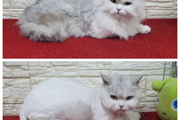 PatiLove Pet Kuaför-(Uygun Fiyatlı )Bursa Kedi Traşı,Köpek Traşı.Anestezi Yok Sevgi Var - Resim 2