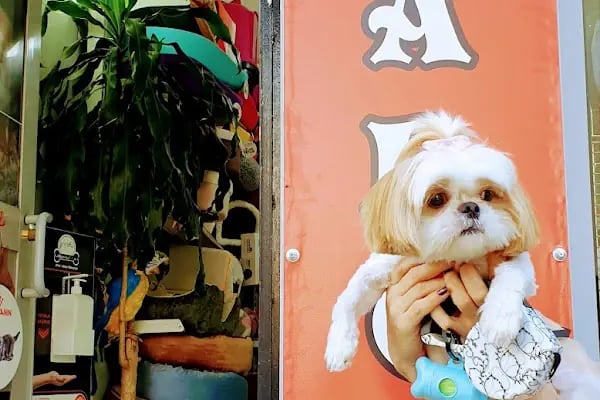 PatiLove Pet Kuaför-(Uygun Fiyatlı )Bursa Kedi Traşı,Köpek Traşı.Anestezi Yok Sevgi Var - Resim 18