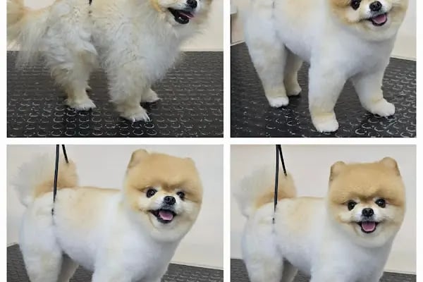 PatiLove Pet Kuaför-(Uygun Fiyatlı )Bursa Kedi Traşı,Köpek Traşı.Anestezi Yok Sevgi Var - Resim 7