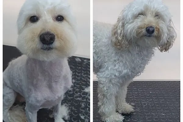 PatiLove Pet Kuaför-(Uygun Fiyatlı )Bursa Kedi Traşı,Köpek Traşı.Anestezi Yok Sevgi Var - Resim 9