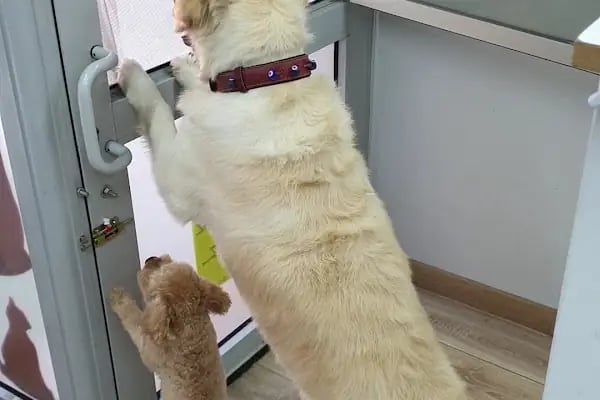 PatiLove Pet Kuaför-(Uygun Fiyatlı )Bursa Kedi Traşı,Köpek Traşı.Anestezi Yok Sevgi Var - Resim 16