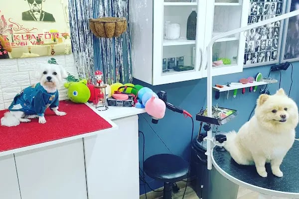 PatiLove Pet Kuaför-(Uygun Fiyatlı )Bursa Kedi Traşı,Köpek Traşı.Anestezi Yok Sevgi Var - Resim 13