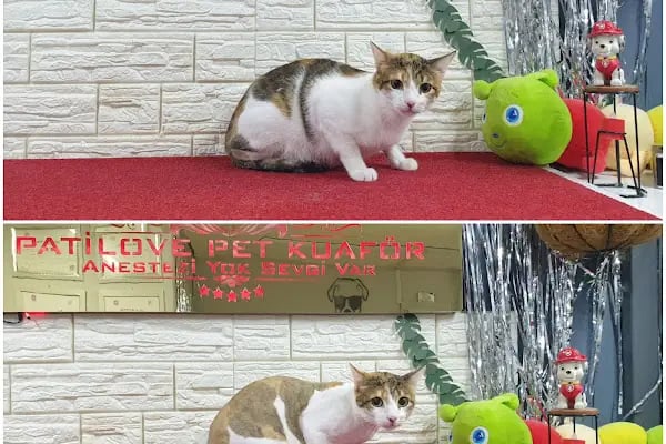 PatiLove Pet Kuaför-(Uygun Fiyatlı )Bursa Kedi Traşı,Köpek Traşı.Anestezi Yok Sevgi Var - Resim 5