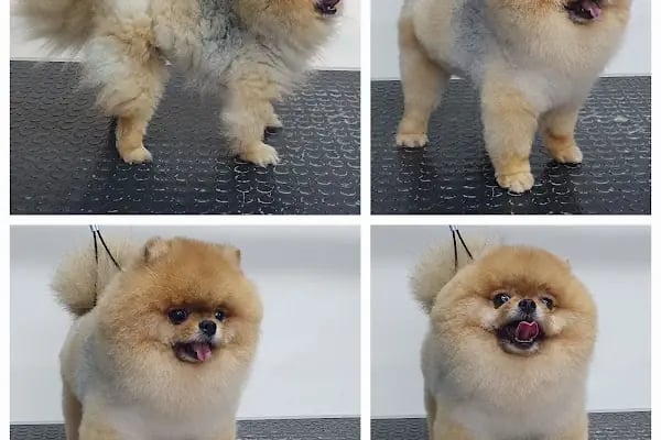 PatiLove Pet Kuaför-(Uygun Fiyatlı )Bursa Kedi Traşı,Köpek Traşı.Anestezi Yok Sevgi Var - Resim 6