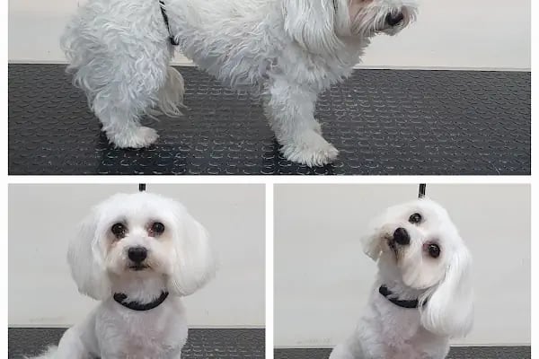 PatiLove Pet Kuaför-(Uygun Fiyatlı )Bursa Kedi Traşı,Köpek Traşı.Anestezi Yok Sevgi Var - Resim 3