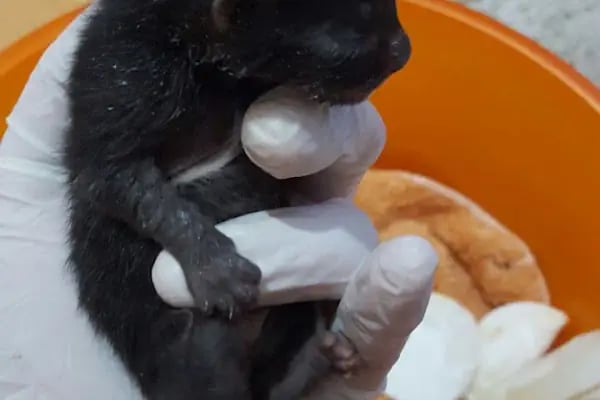 ADA VETERİNER KLİNİĞİ - Resim 14