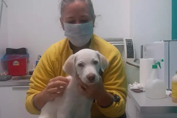 Vegas Veteriner Kliniği - Resim 1
