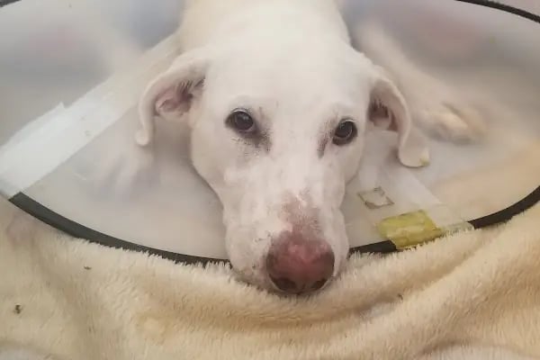 Vegas Veteriner Kliniği - Resim 5
