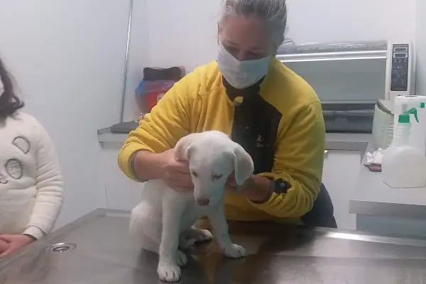 Vegas Veteriner Kliniği - Resim 9