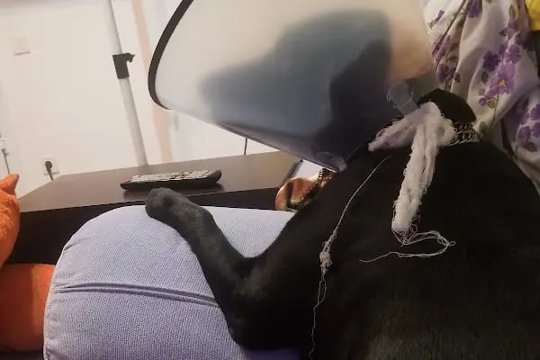 Vegas Veteriner Kliniği - Resim 10