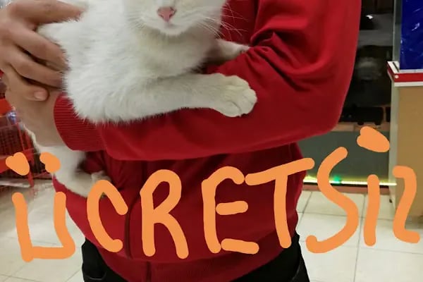 DEMİRCAN PET SHOP - Resim 12