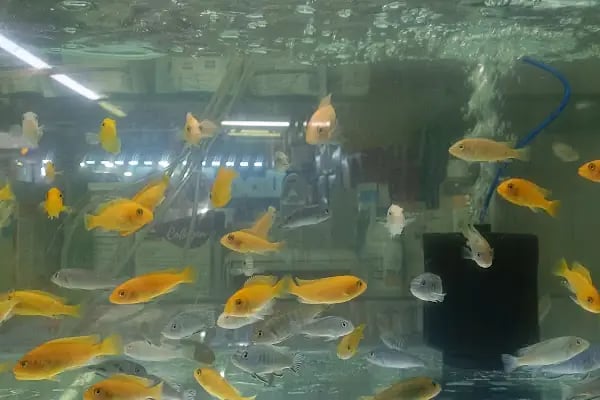 DEMİRCAN PET SHOP - Resim 13