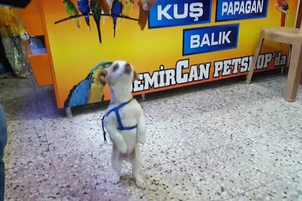 DEMİRCAN PET SHOP - Resim 1