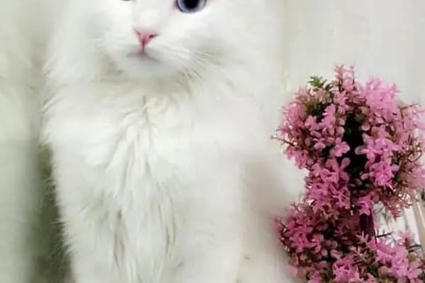DEMİRCAN PET SHOP - Resim 15