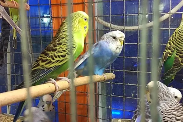 DEMİRCAN PET SHOP - Resim 14