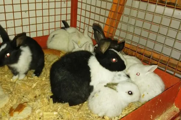 DEMİRCAN PET SHOP - Resim 20