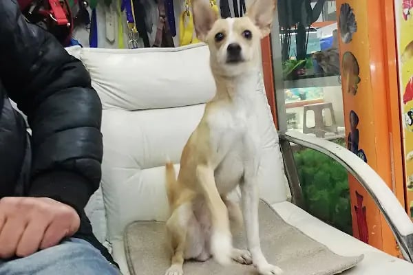 DEMİRCAN PET SHOP - Resim 4