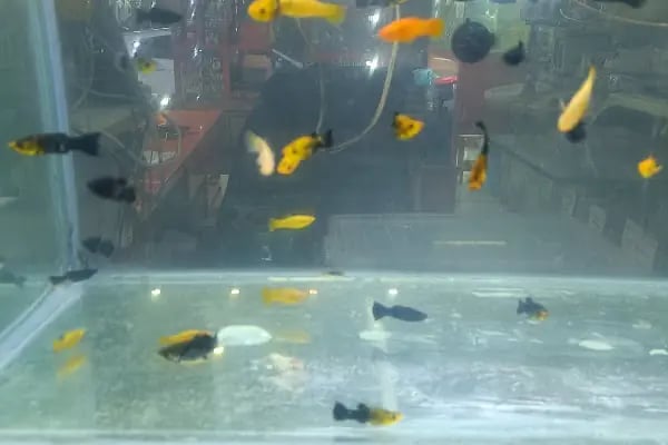 DEMİRCAN PET SHOP - Resim 19