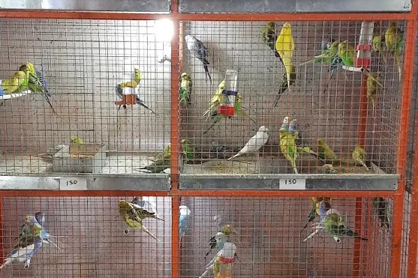 DEMİRCAN PET SHOP - Resim 10