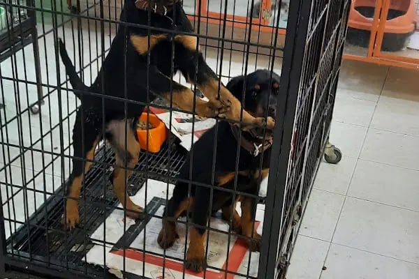 DEMİRCAN PET SHOP - Resim 8