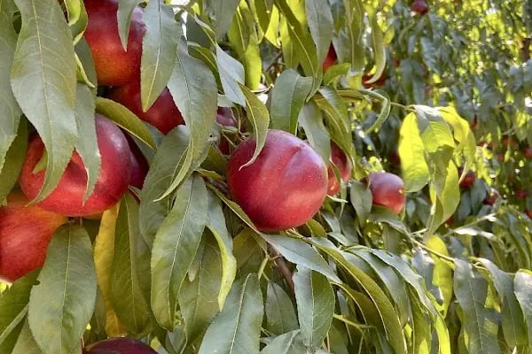 Erdönmez Gıda Soğuk Hava Tesisleri - Resim 9