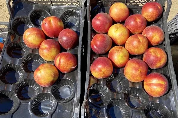 Erdönmez Gıda Soğuk Hava Tesisleri - Resim 14