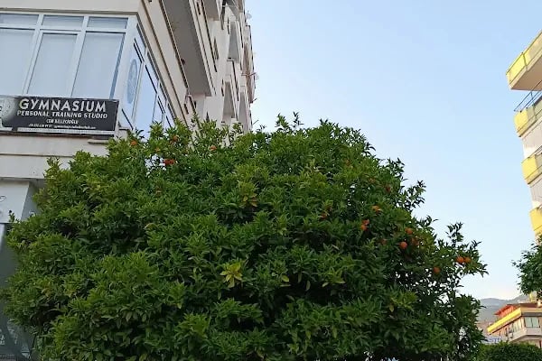 Güller Pınarı Mahallesi Muhtarlığı - Resim 5