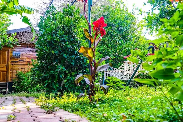 Lemon Garden Lodge - Resim 4