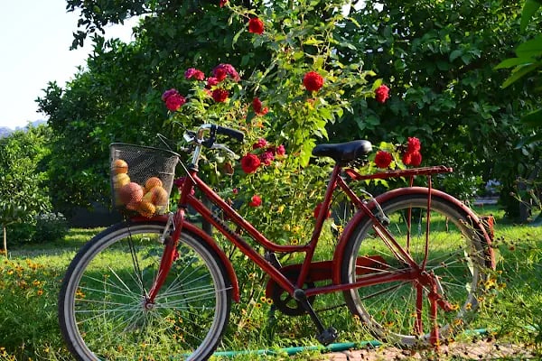 Lemon Garden Lodge - Resim 14