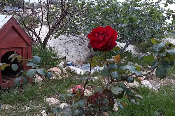İBB Çapa Kent Lokantası - Resim 15