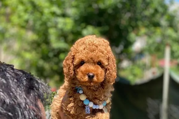 ESKA PETSHOP KUS AKVARYUM CENNETİ - Resim 15