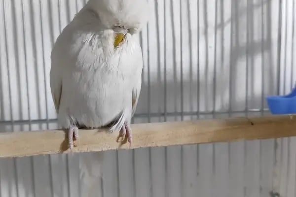 ESKA PETSHOP KUS AKVARYUM CENNETİ - Resim 13