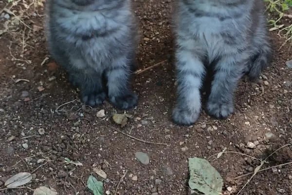 ESKA PETSHOP KUS AKVARYUM CENNETİ - Resim 14