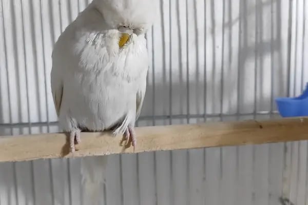 ESKA PETSHOP KUS AKVARYUM CENNETİ - Resim 10