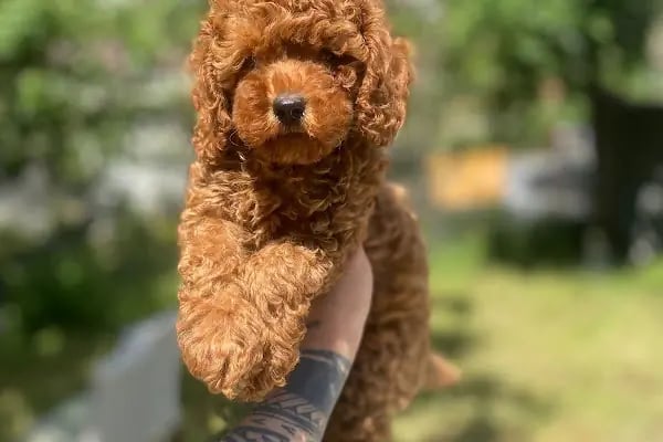 ESKA PETSHOP KUS AKVARYUM CENNETİ - Resim 18