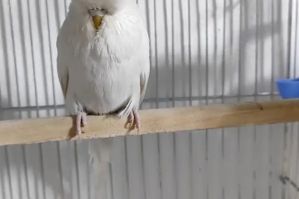 ESKA PETSHOP KUS AKVARYUM CENNETİ - Resim 7