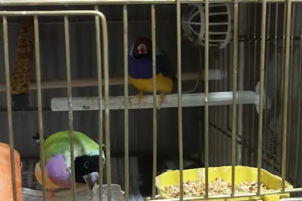 ESKA PETSHOP KUS AKVARYUM CENNETİ - Resim 11