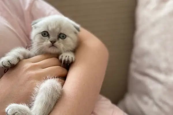 ESKA PETSHOP KUS AKVARYUM CENNETİ - Resim 5