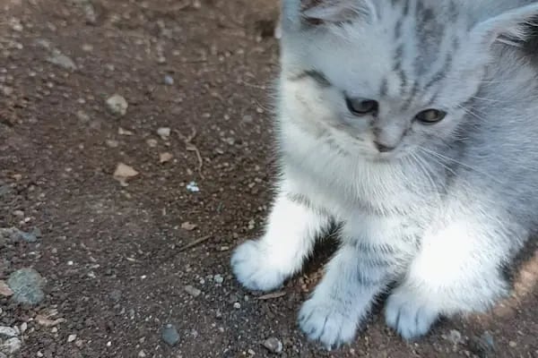 ESKA PETSHOP KUS AKVARYUM CENNETİ - Resim 17