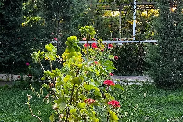 Bahçebaşı kır düğün salonu ve davet nişan evi - Resim 10