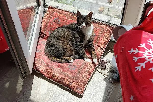 Bakırköy Veteriner Kliniği - Veteriner Hekim Ece Paylan Giray - Resim 4