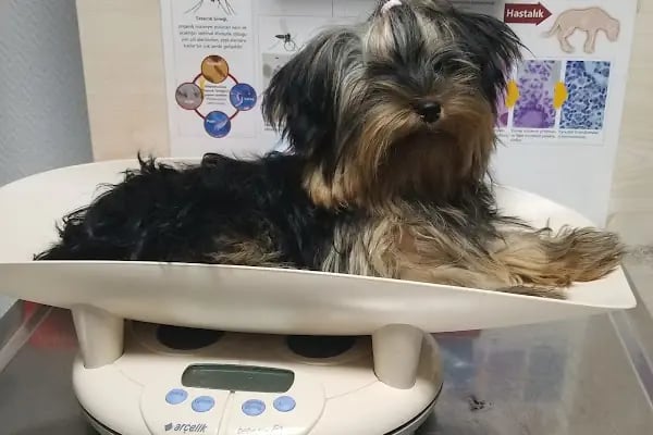Bakırköy Veteriner Kliniği - Veteriner Hekim Ece Paylan Giray - Resim 5